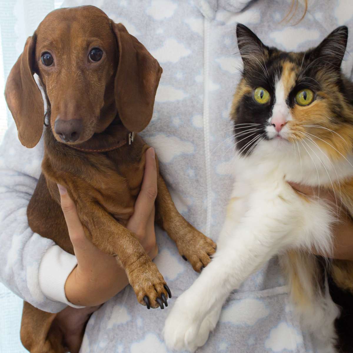 Zooplus Discount Codes That Actually Work